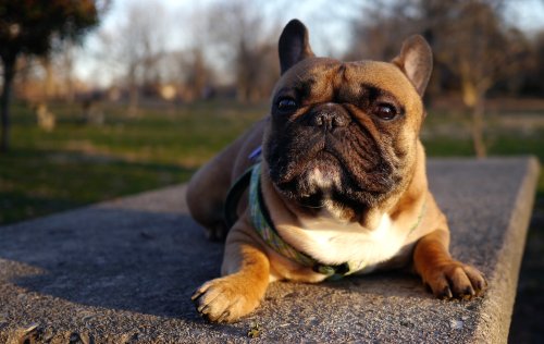 12 Most Chilled Out Dogs Who Aren’t Ever Bothered About Stress