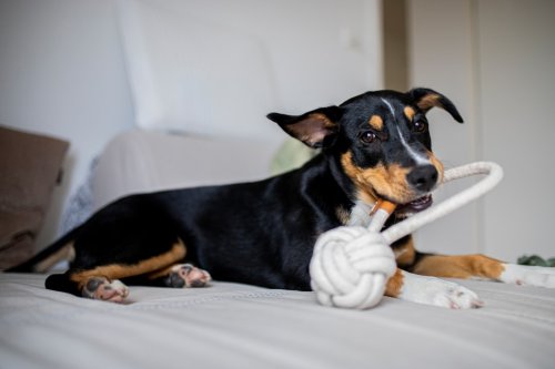 15 Signs Your Dog Is Secretly Smarter Than You Think