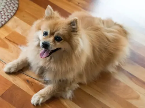 10 Best Tips on Maintaining a Pomeranian for Longevity and Wellbeing
