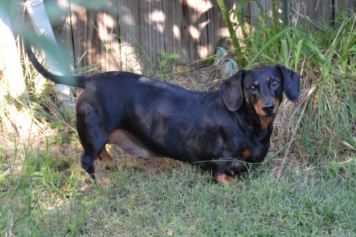 How to Support Your Dachshund’s Back Health for a Long, Happy Life