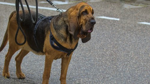 10 Facts About the Bloodhound