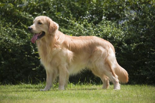8 Natural Remedies to Get Your Dog a Shiny Coat