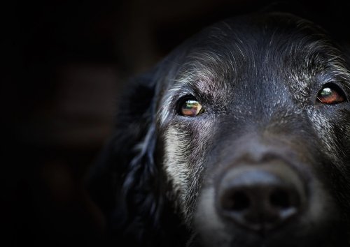 The Ultimate Nutritional Guide to Feeding Your Older Dog