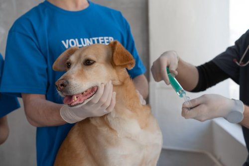6 Dog Vaccinations Super Important for Every Dog