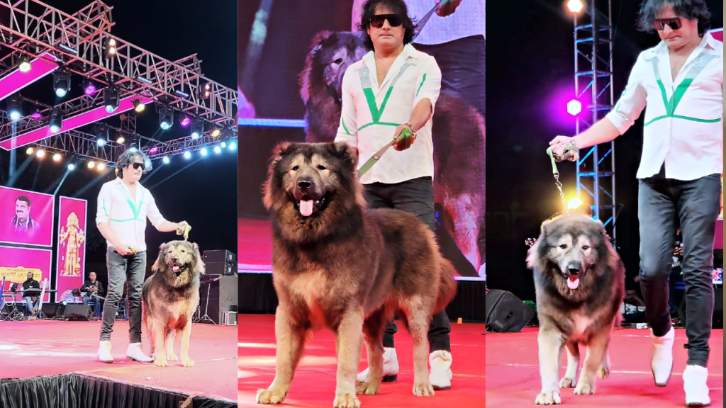DOG BREEDS