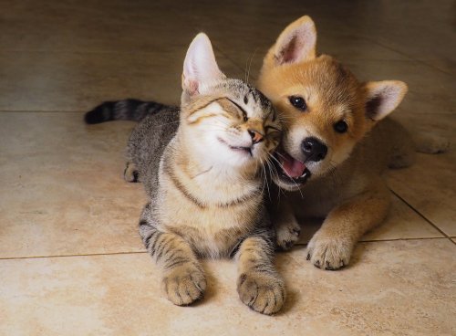 How to Get Your Dog and Cat to Get Along