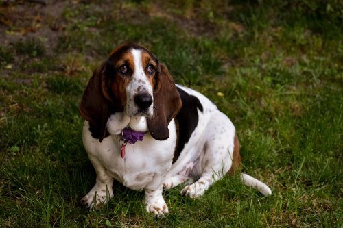 10 Dog Breeds that Are Always Calm and 5 That Get Easily Stressed