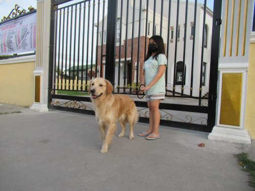 15 Loyal Dog Breeds That Would Follow You Into The Unknown