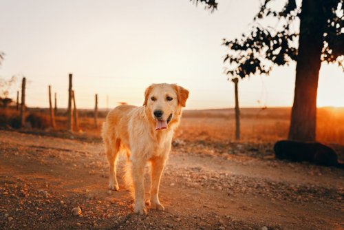 12 Best Dog Breeds for Lonely People Who Want a Constant Companion