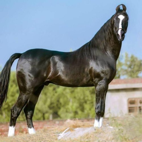 12 Most Graceful Horse Breeds in the World