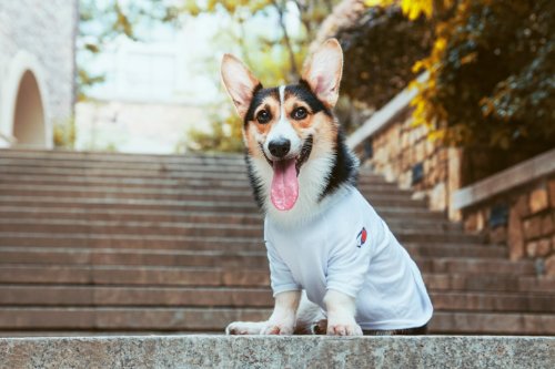 10 Corgi Characteristics That Match a Fun-Loving Family