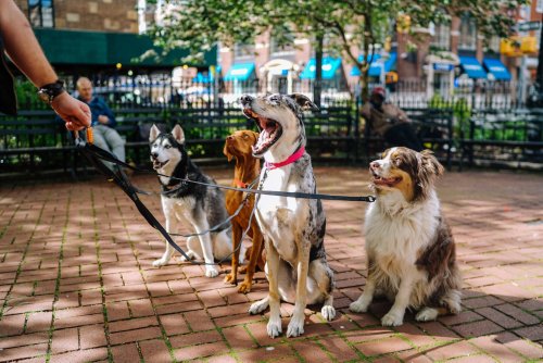 14 Challenges Only Multi-Dog Households Will Truly Understand (And How to Manage Them)