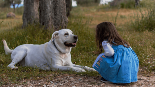How A Dog Can Help Your Child Study Better