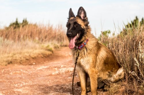12 Stunning Dogs That Look Like German Shepherds