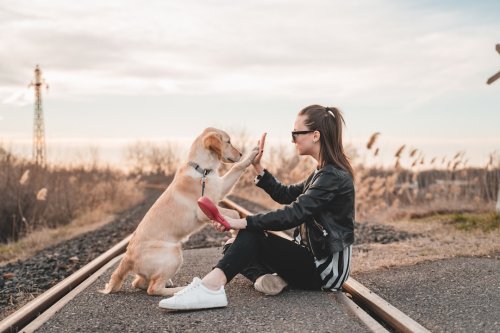 15 Things Dogs Love That Most Owners Don’t Do Enough
