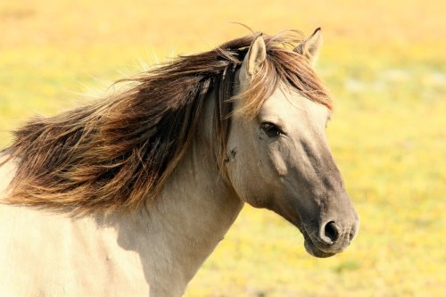 10 Fascinating Traits That Set Horses Apart From Other Pets