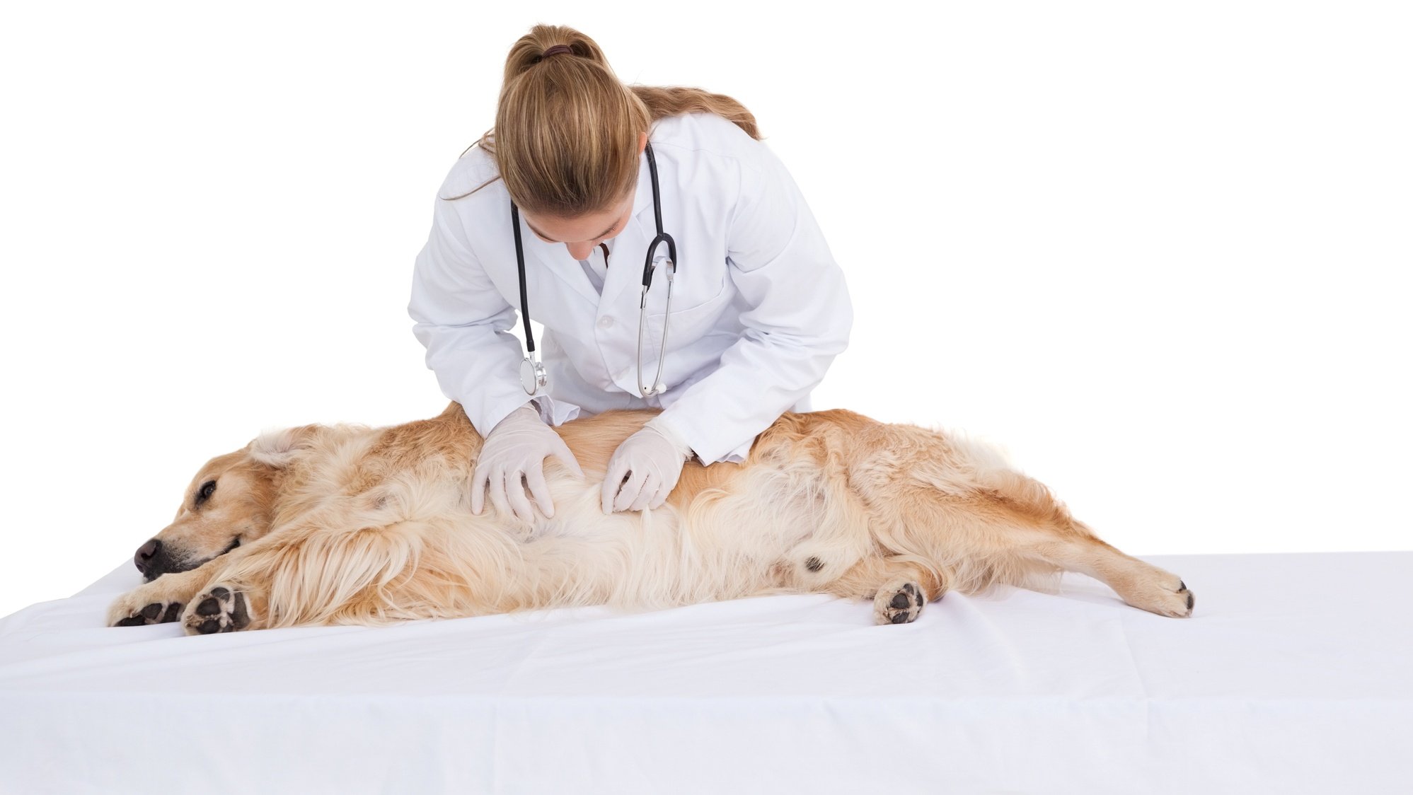 10 Signs of Stomach Ache in Dogs
