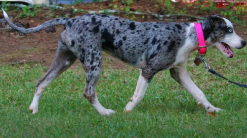 The American Leopard Hound is a Blend of Beauty and Skill