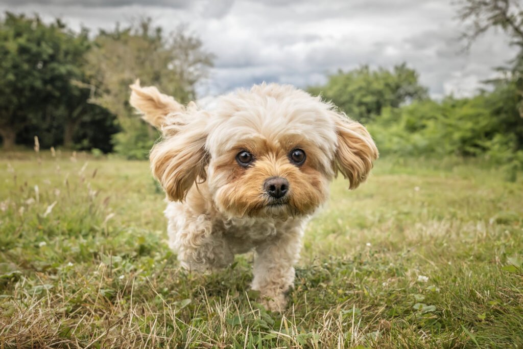 Did You Know These Adorable Little Dog Breeds Exist?