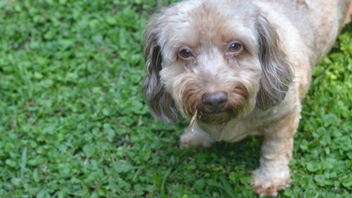 It’s Time to Stop Apologizing for Your ‘Naughty’ Dog