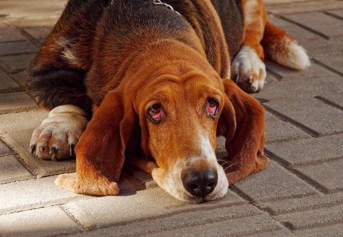8 Basset Hound Behaviors That Suit a Laid-Back Owner