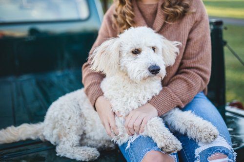 8 Hard Truths Every First-Time Dog Owner Must Know