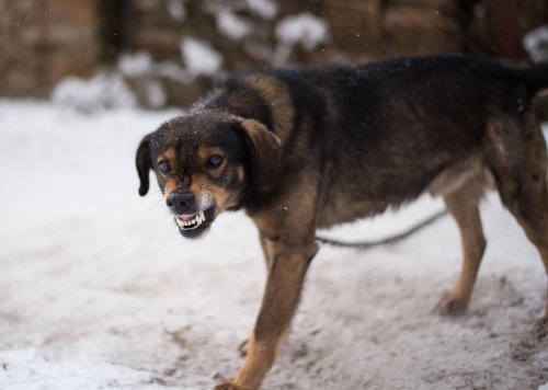 The Six Types of Dog Growling