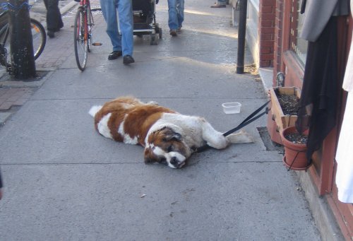 10 Large Dog Breeds To Avoid If You’re Looking for a Good Guard Dog