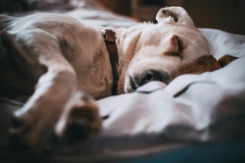 The Silent Symptoms and How to Recognize When Your Dog Is Unwell