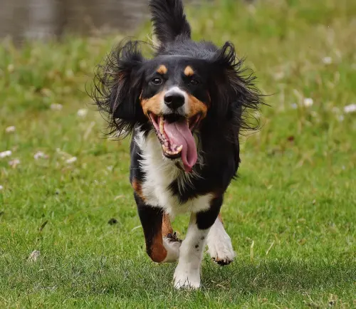 15 Tips for Maintaining Your Dog’s Oral Health