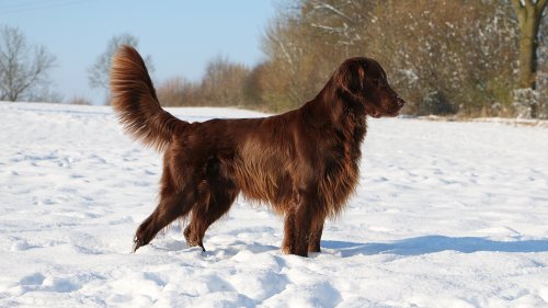 Everything You Need to Know about the Flat Coated Retriever