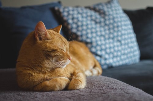 13 Things You Do That Break Your Cat’s Heart