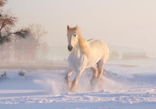 10 Horse Breeds That Can Be Aggressive and How To Manage Them