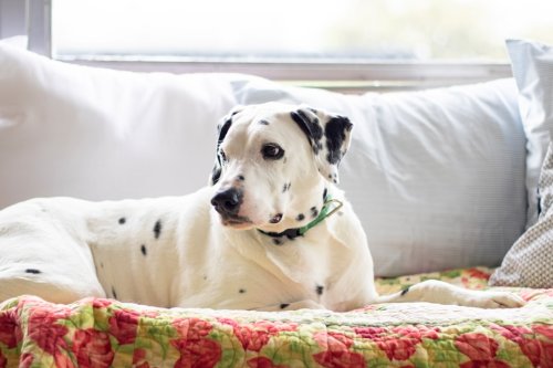 12 Unusual Ways Dogs Show They Miss You