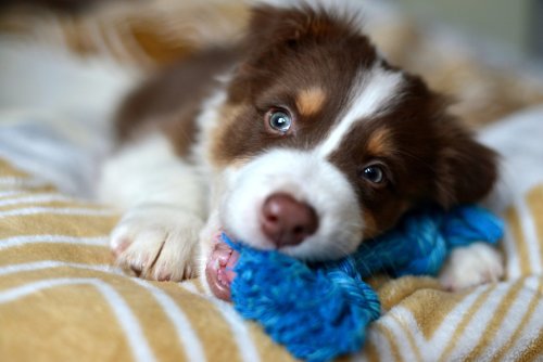8 Gentle Natural Remedies to Soothe a Teething Puppy