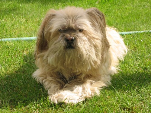 10 Stubborn Small Dog Breeds That Only Respond to Treats