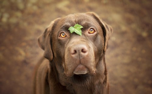 12 Highly Adaptable Dog Breeds That Can Thrive Just About Anywhere