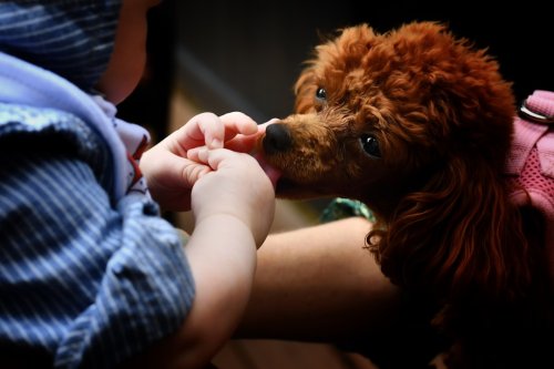 8 Things Dogs Do When They’re Trying To Say ‘Sorry’