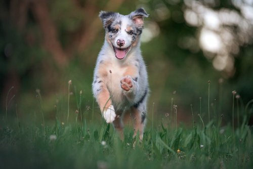13 Incredible Dog Breeds That Rarely Get Sick