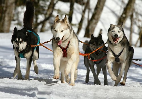 10 Dog Breeds that Teach us about Resilience