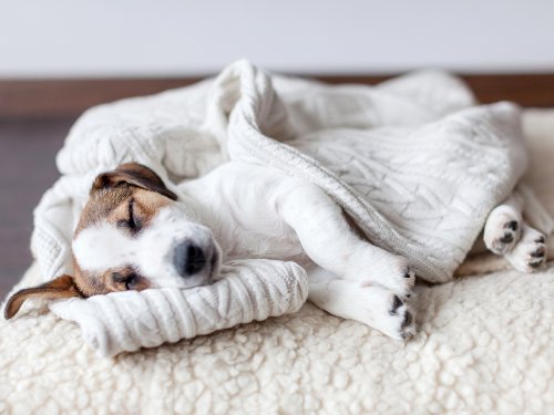 Harvard Psychologist Says Dogs Often Dream about Their Human Parents (While Cats Dream About Hunting Mice)