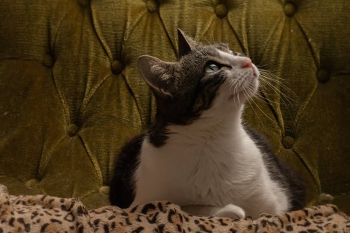 10 Little Things That You Do Which Make Your Cat Happy and Secure
