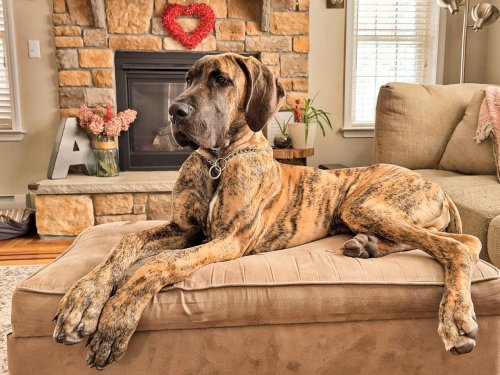 10 Laziest Dog Breeds Perfect If You’re a Couch Potato And Still Want a Dog