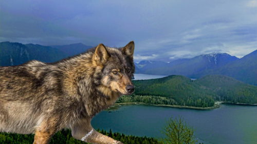 10 Facts About the Elusive Canadian Sea Wolf