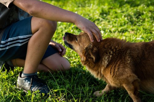 12 Human Gestures Dogs Interpret as Love and Loyalty