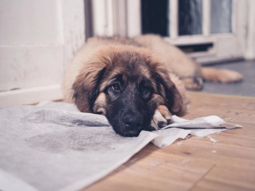 How to Housebreak Your Canine Friend