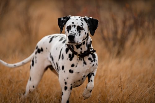 10 Most Active Dog Breeds That Love to Exercise