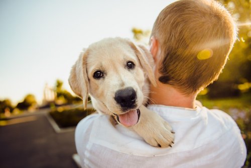 10 Quirky Things a Labrador Does to Prove It’s the Sweetest Dog