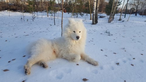 10 of the World’s Oldest Dog Breeds Still Existing Today