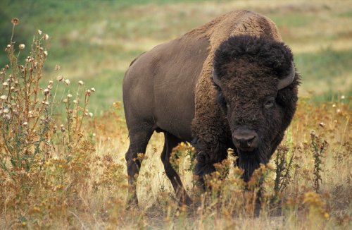 12 US Animals That Wolves Would Never Dare Attack